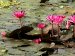 Lotus fra en av dammene ved Paramananda Mission, Banagram.